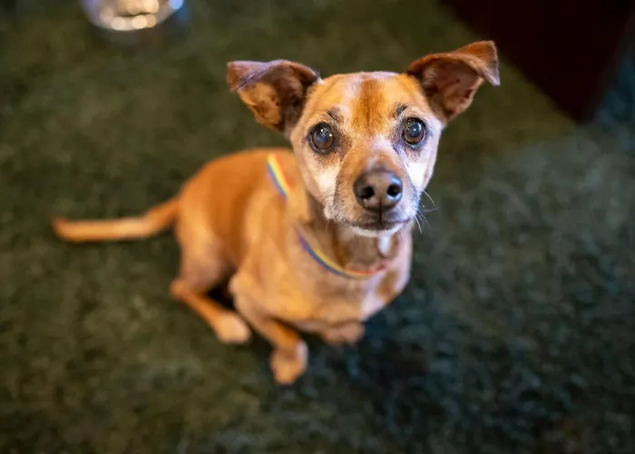 Rheingarten מלון